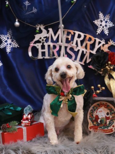 20251213ペカくん