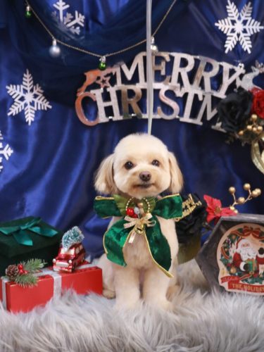 20251213ちゃいろくん