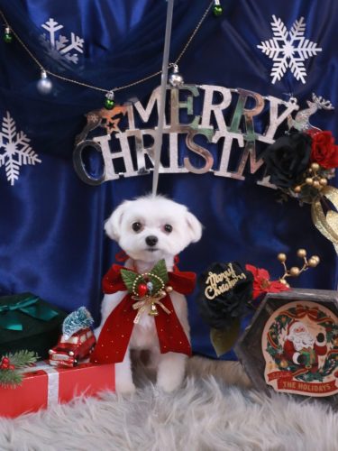 20251213みるくくん