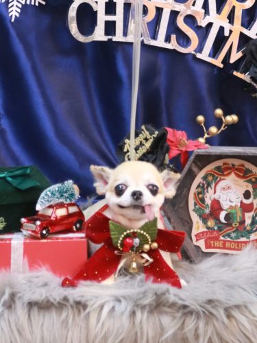 20251213momoちゃん