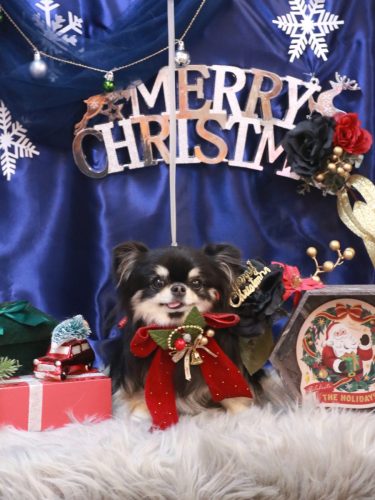 20251213プリンちゃん