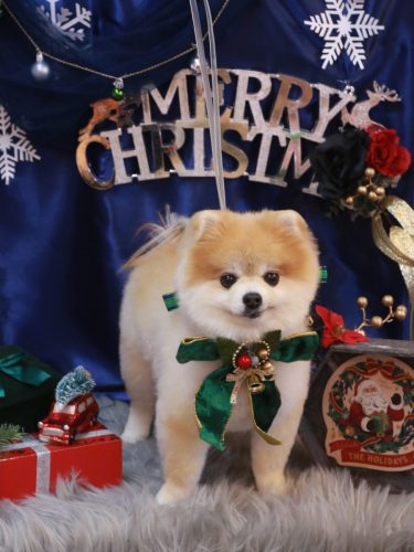 20251213モコくん