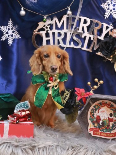 20251214しろくん