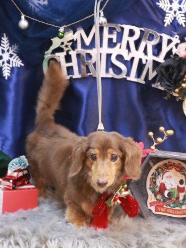 20251214モカくん