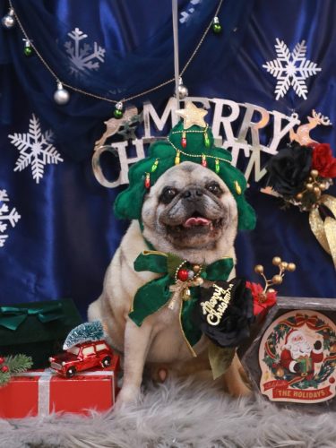 20251214ごんぞうくん