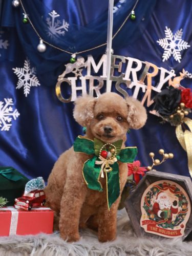 20251214ココアくん