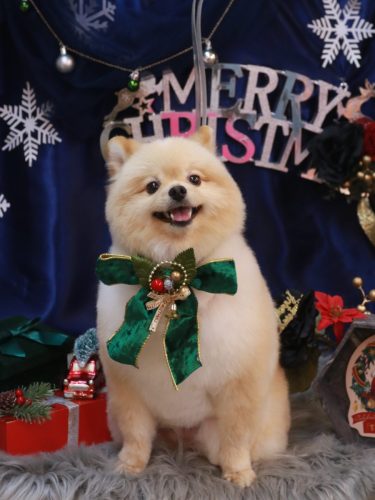 20251214パンくん