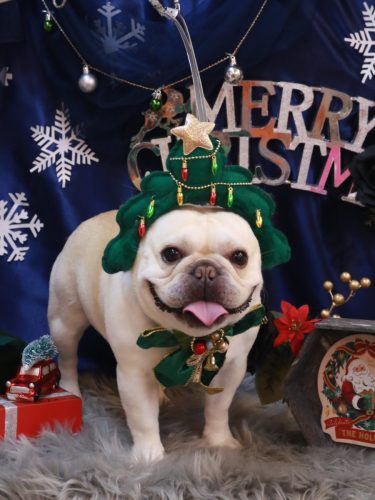 20251214だいずくん