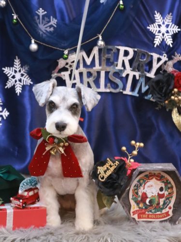 20251214ふたばちゃん