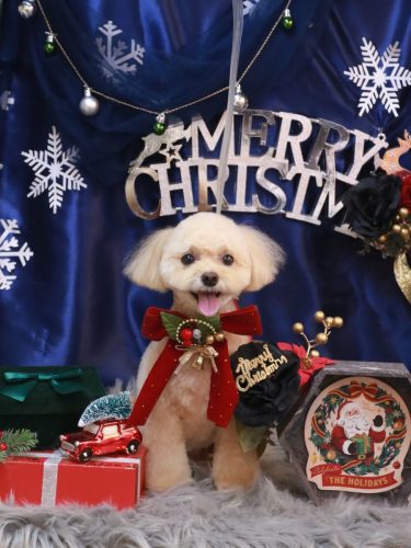 20251214むぎちゃん