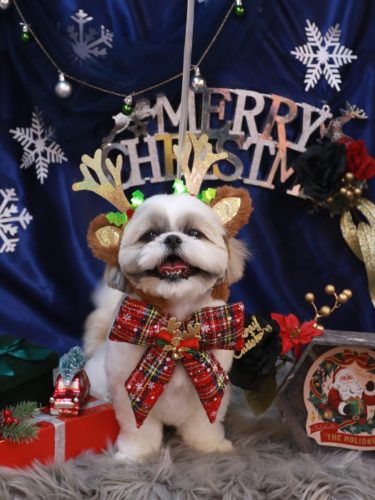 20251214みたらしちゃん