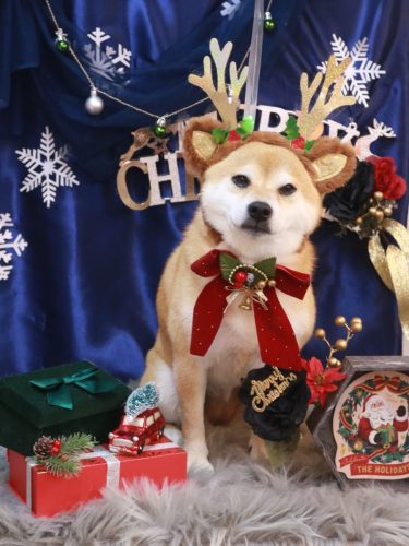 20251216はなちゃん