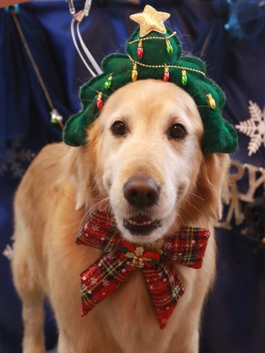 20251216アネラちゃん