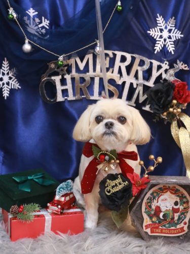 20251216モカちゃん 