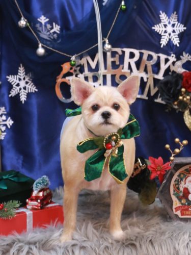 20251216リクくん