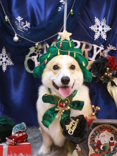 20251216ベルくん