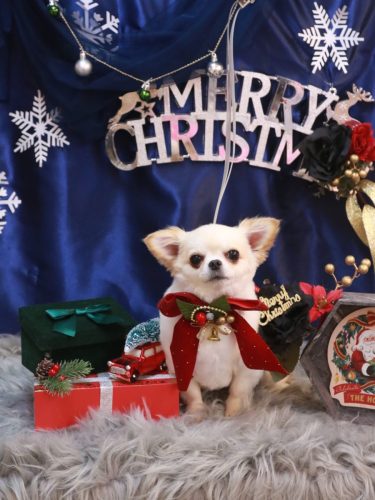 20251216ティファニーちゃん