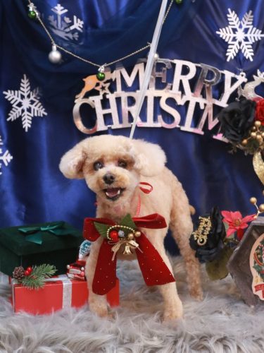 20251216クッキーくん