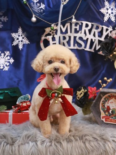 20251216ぽっきーくん