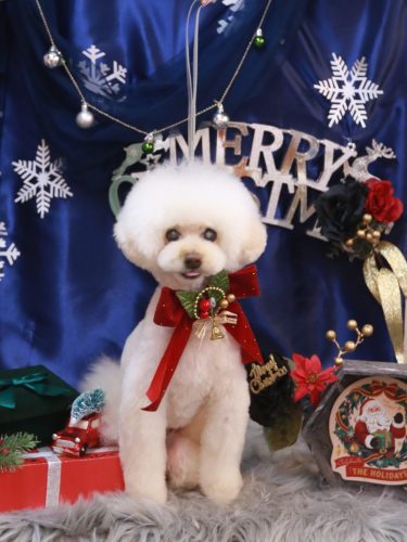 20251216ピッピちゃん