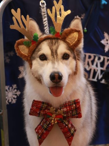 20251217てるくん