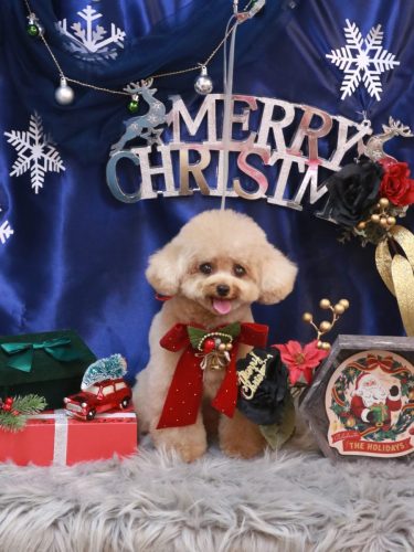 20251217ラブちゃん 