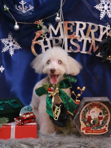 20251217ロンくん