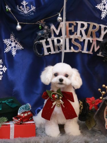 20251217シェリーちゃん