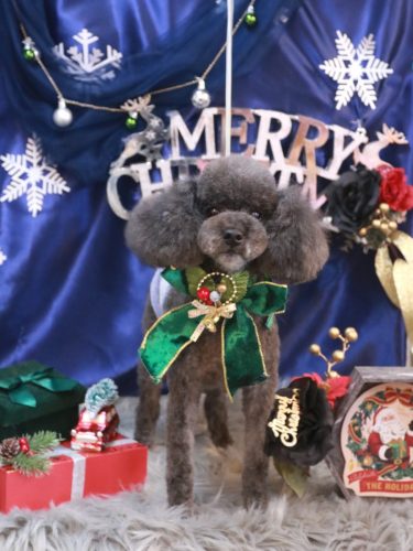 20251217ボーロくん