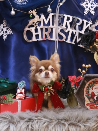 20251217さくらちゃん