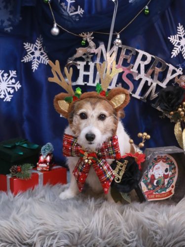 20251217こはるちゃん