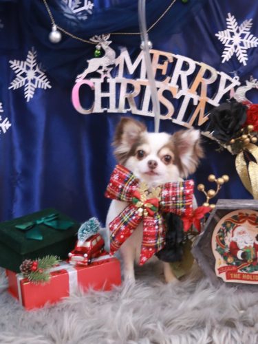 20251217トキくん