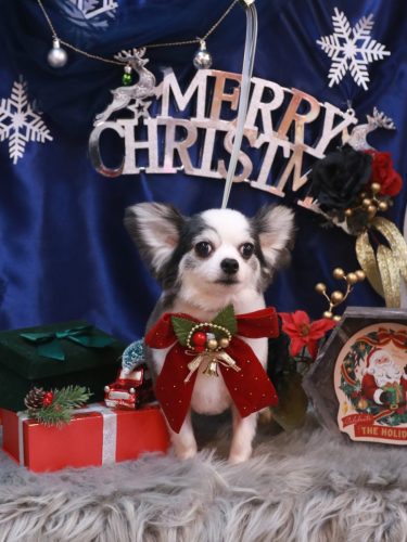 20251217レイくん