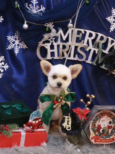 20251217モコくん