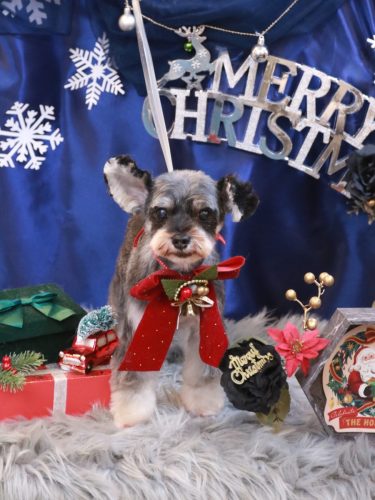 20251217サミーくん