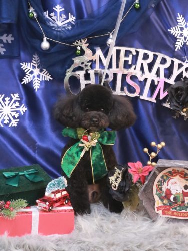 20251217コアくん