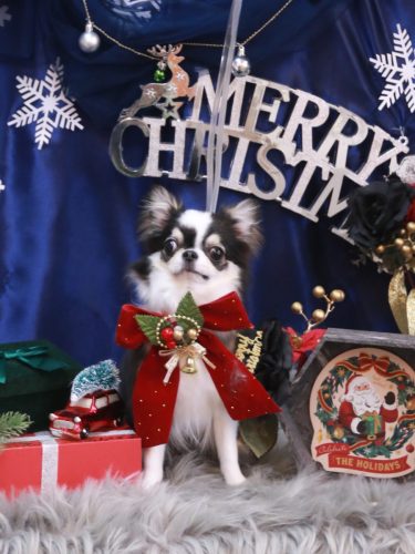 20251217はなまるちゃん