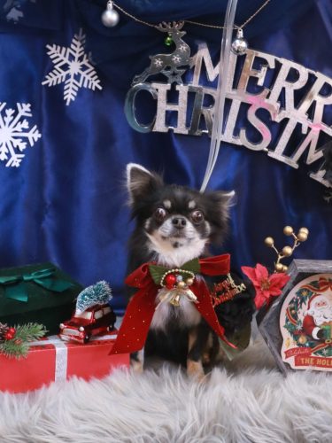 20251217らんまるちゃん