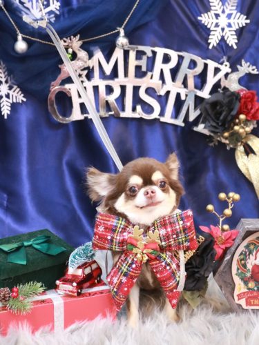 20251217くるみちゃん