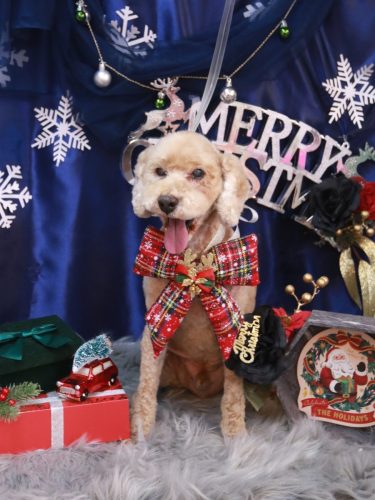 20251217アルトくん