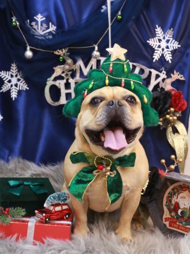 20251217力也くん