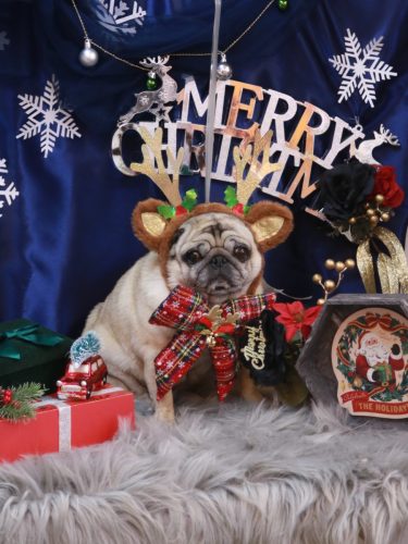 20251217くりこちゃん