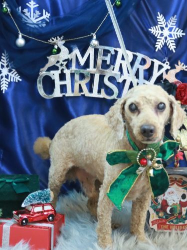 20251218ノンくん