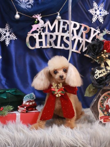 20251218イブちゃん