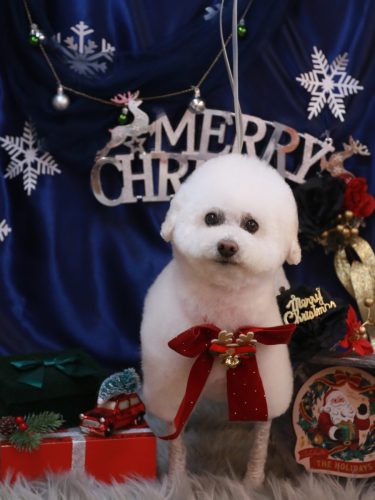 20251218MAPLEちゃん