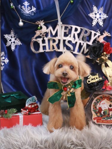 20251218チップくん