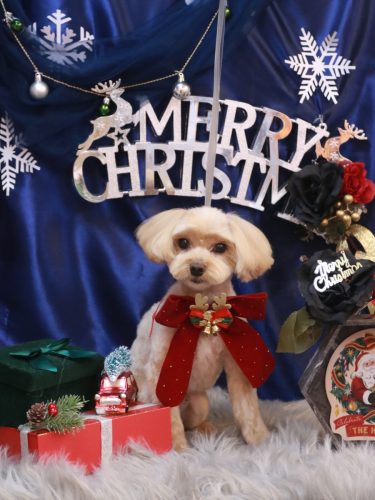 20251218ショコラくん