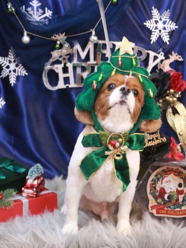 20251218ルディくん