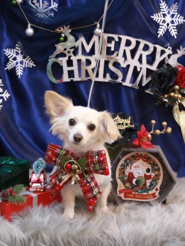 20251219めるちゃん