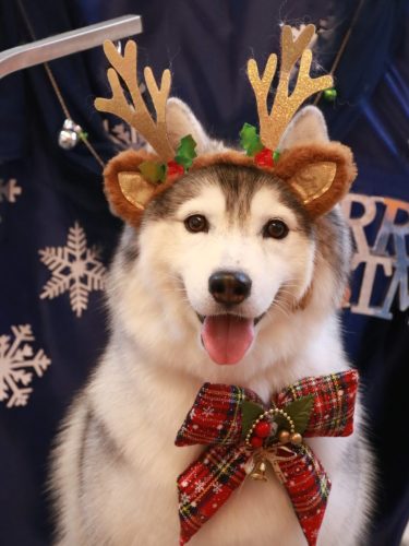 20251219ひかりちゃん